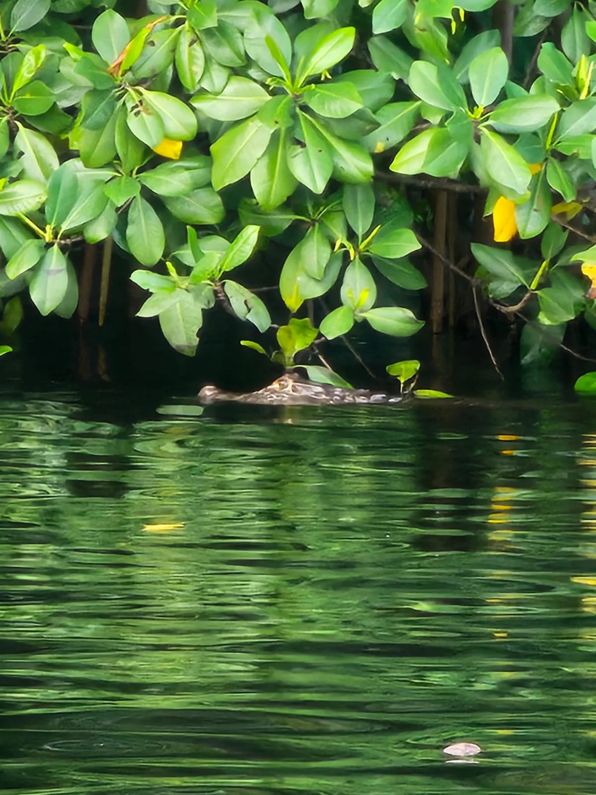 Wild mangrove shoreline on the lagoon