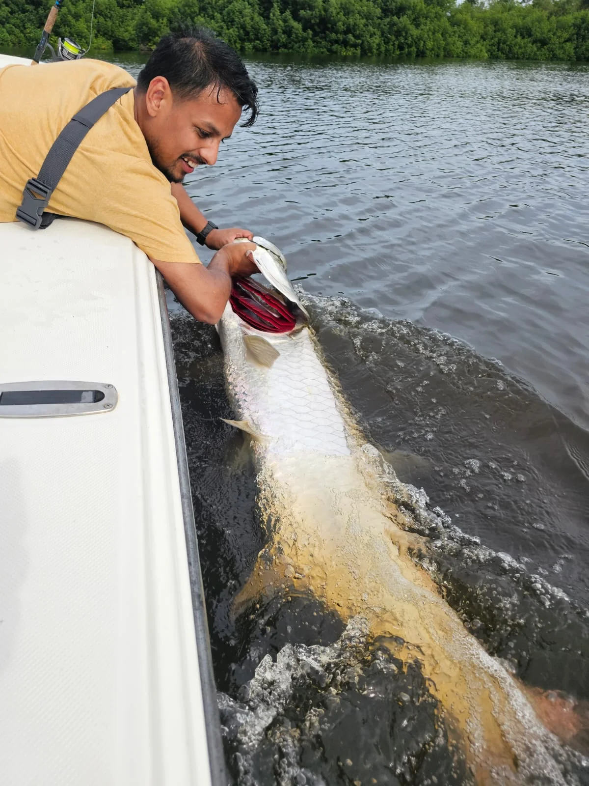Tarpon released boat-side in golden light