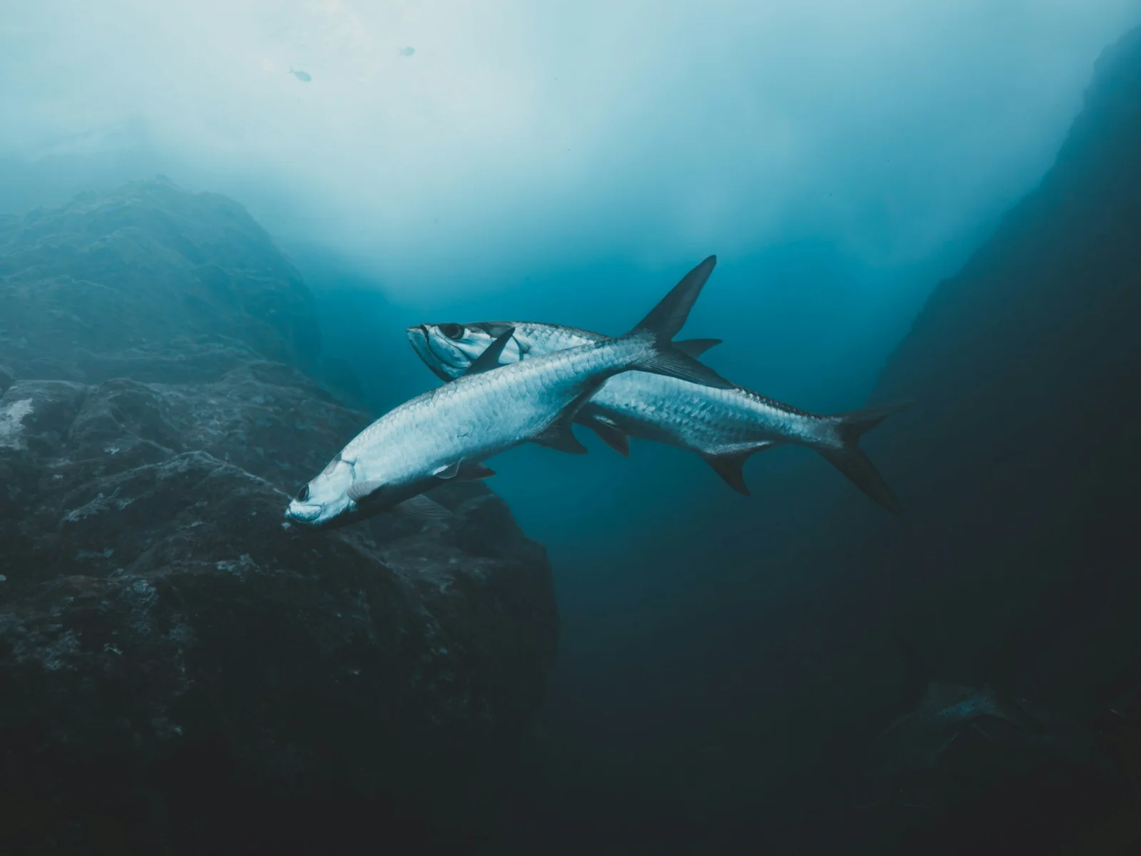 Two tarpon cruising underwater in clear blue water